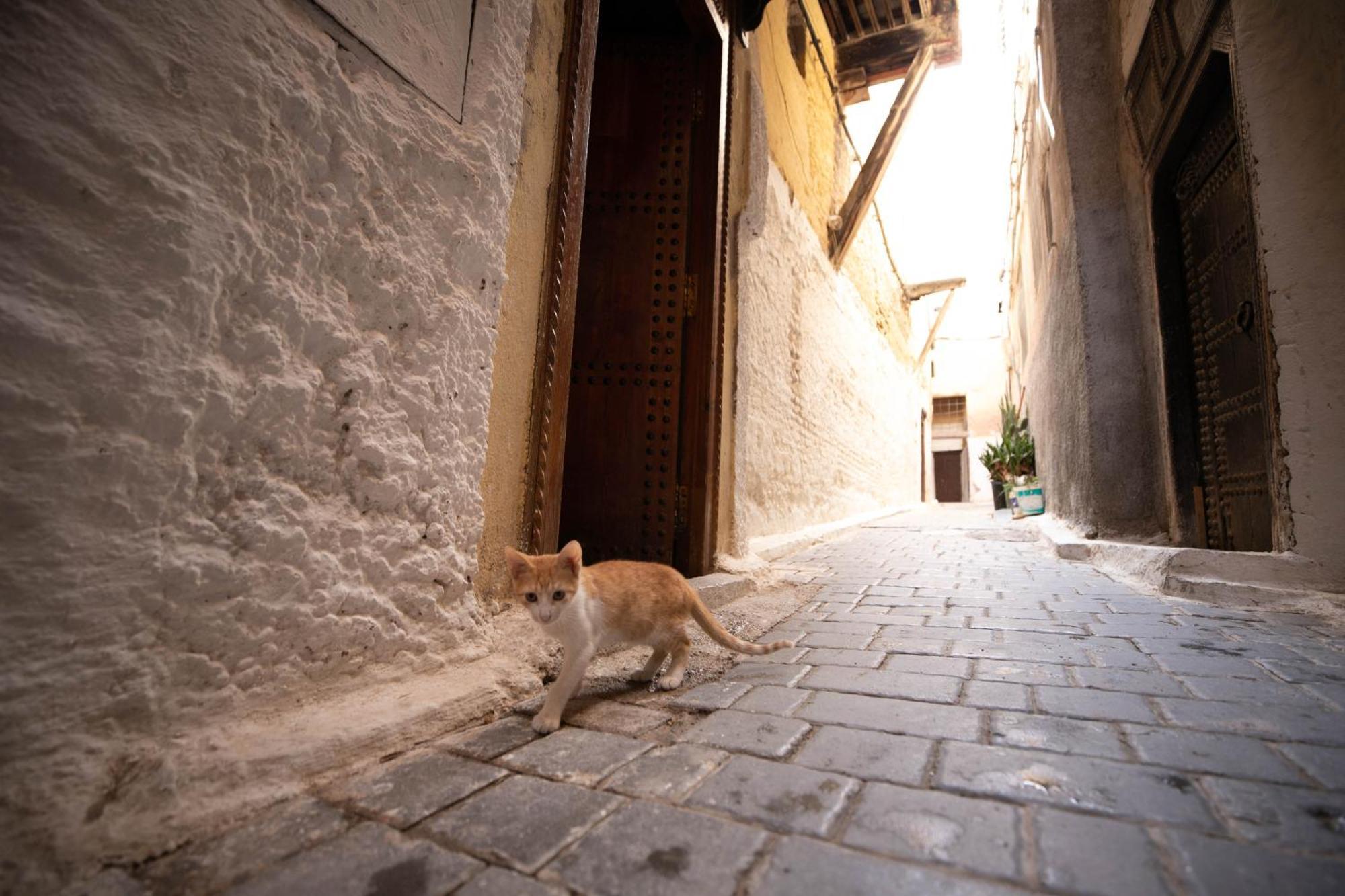 Riad Dar Omar Fez Bagian luar foto